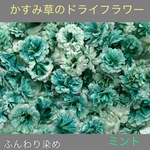 【50個】かすみ草のドライフラワー（ミント）ふんわりカラー