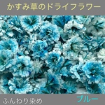 【50個】かすみ草のドライフラワー（ブルー）ふんわりカラー