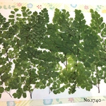 ♡new♡作家様必見♡ ♡アジアンタム押し花セット♡