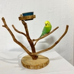 自然木のピーチクパーチ【キンカチョウ・コキンチョウ・文鳥・セキセイインコ】鳥とまり木・鳥のおもちゃ