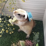ペット用 カンカン帽子 マーブルブルー モルモット うさぎ チンチラ 犬 猫