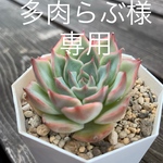 [多肉らぶ様専用] 多肉韓国苗　PinkTips♡