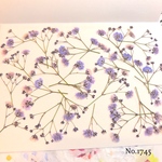 ♡new♡作家様必見♡ ♡カラフルなかすみ草♡押し花セット
