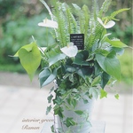 🌿観葉植物❁爽やかグリーンの寄せ植え❁❀✿✾プレゼントにも最適！！