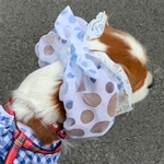 犬スヌードシースルーオーガンジーブルー&オフホワイトドット新作💕
