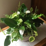 グリーンの寄せ植え☆greenplants