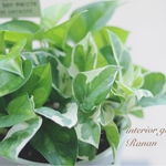 ❁観葉植物❁ワンランク上のポトスmix\❤︎/プレゼントにも最適！！