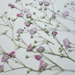 押し花素材・かすみ草