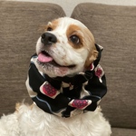秋新作！大柄花柄❤︎個性色　中型犬用スヌード　犬用スヌード