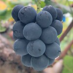 【極上】ナガノパープル 2〜3房(9月上旬～)【皮ごとパクリ・種無しぶどう】】