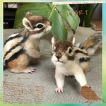 シマリス2体セット♡