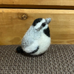 🟡まん丸かわいい野鳥　ハクセキレイ