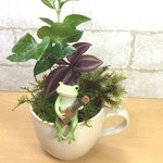 【再販】ウクレレカエル＆コーヒーの木