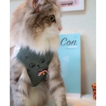 CUTE CAT ハーネス・リード・タッセル　（限定品！早い者勝ち！顔の表情色々）