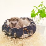 ハリネズミさんのふかふかおやすみ ペットベッド＊Navy＊ 