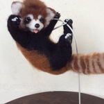 レッサーパンダ