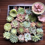 レッドエボニー入りセット★多肉植物　韓国苗　カット苗　お任せパック！