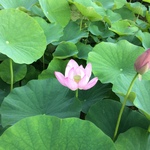 sabao222様専用ページ　蓮の花  18&20