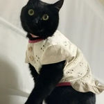 🛒クリームおちびちゃん専用カート