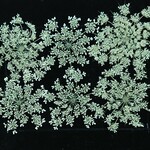 押し花素材（ノラニンジン）
