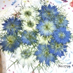 ♡new♡作家様必見♡ 少し小さめ可愛いニゲラのお花がいっぱい♡ 押し花セット