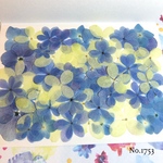 ♡new♡選別前だからお安く♡紫陽花の押し花セット♡