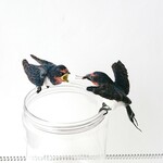 【enfantaliceさまご注文品】ツバメの親子マスコットセット