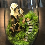 苔テラリウム　LEDライト蓋付き　気孔石の山