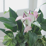 🌿観葉植物❁cuteなpinkのアンスリウムジズー＆爽やかグリーンの寄せ植え❁❀✿✾プレゼントにも最適！！