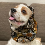 秋新作！大柄花♡からし色　中型犬用スヌード　犬用スヌード