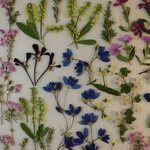 押し花 素材 エリカ他小花セット　💐