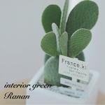 🌵可愛すぎる🌵ウチワサボテン❁⃘*プレゼントにも\❤︎/