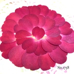 ♡new♡作家様必見♡ 花びらがいっぱい♡ 押し花セット