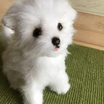 kyokonawachuさまオーダー　マルチーズのぬいぐるみ