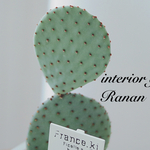 🌵可愛すぎる🌵ウチワサボテン❁⃘*プレゼントにも\❤︎/