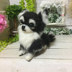 羊毛フェルト　チワワ