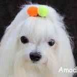 ※tonake様専用※＊犬りぼん＊ボンボン
