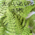 シダ押し花グリーン素材