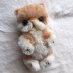 エキゾチックショートヘア ♡