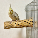 【pippixkiki様専用】鳥 とまり木 カクタスパーチ（サボテンのとまり木）小型インコ・中型インコ