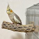 鳥 とまり木 カクタスパーチ（サボテンのとまり木）小型インコ・中型インコ