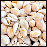 アヌルスクックド タカラガイ 貝 貝殻 シェル ピアス イヤリング パーツ 工作 手作り オブジェ 飾り 夏 海 ビーチ リゾート リング 指輪 キャンドル