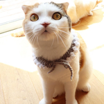 ケープのような首輪 グレー