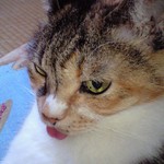 送料込み３００円♪三毛ねこ大感謝祭♪