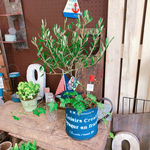 新作♡現品【オリーブの木寄せ植え】可愛いピックつき！人気ブランド♡ステキなネイビー系ブリキ♪オシャレガーデニング