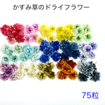 【75個】かすみ草のドライフラワー（15色）