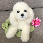 羊毛フェルト　トイプードル【ホワイト】犬
