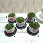 ぐい飲み苔盆栽