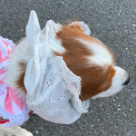 犬スヌード綿レース②新作💕