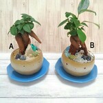 むっちゃんのガジュマル　むっちゃん鉢